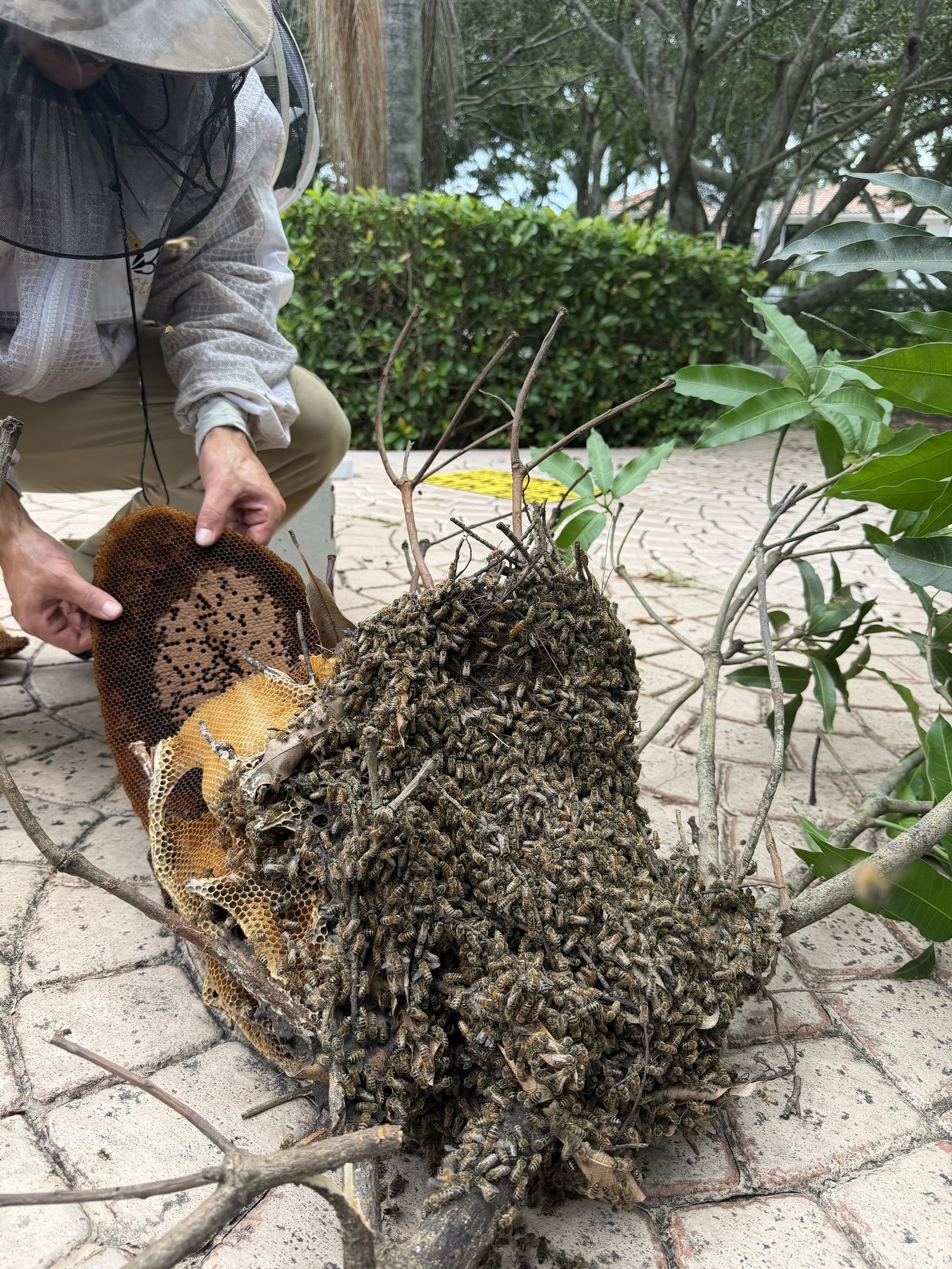 Comb of capped brood saved from an open-air tree hive during a live bee rescue