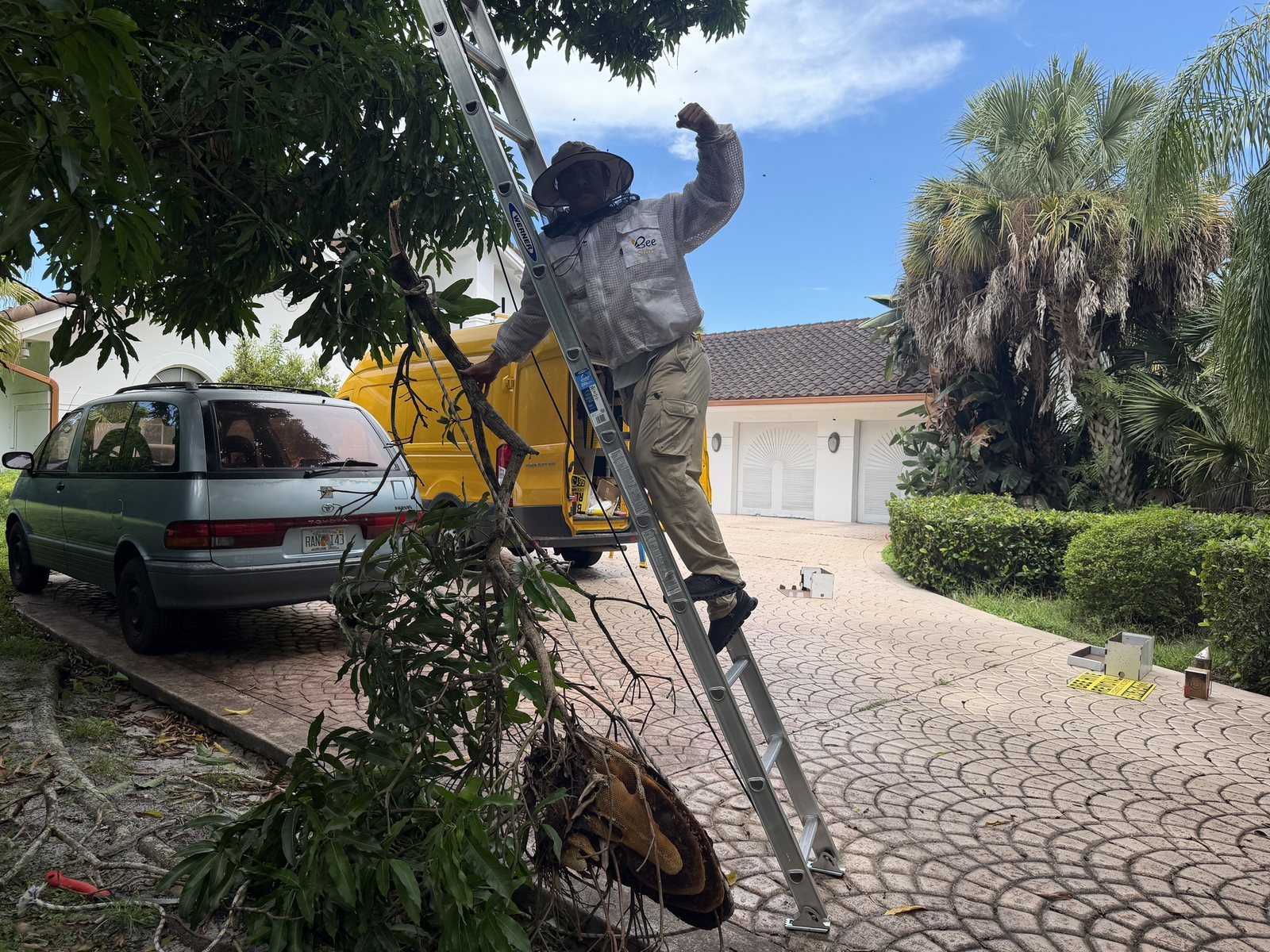 Beekeeper on a ladder lowering a branch holding an open-air honey bee hive from a tree in Boca Raton, Florida