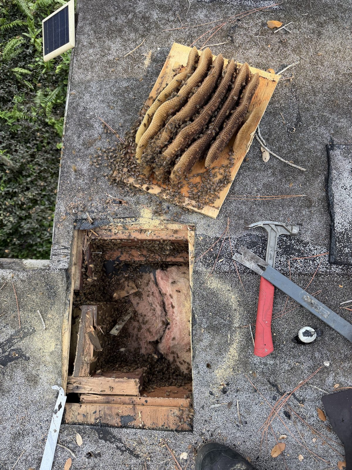 Section of roof decking cut away in Boca Raton with honeycomb still attached to its underside, cavity cleared for repair