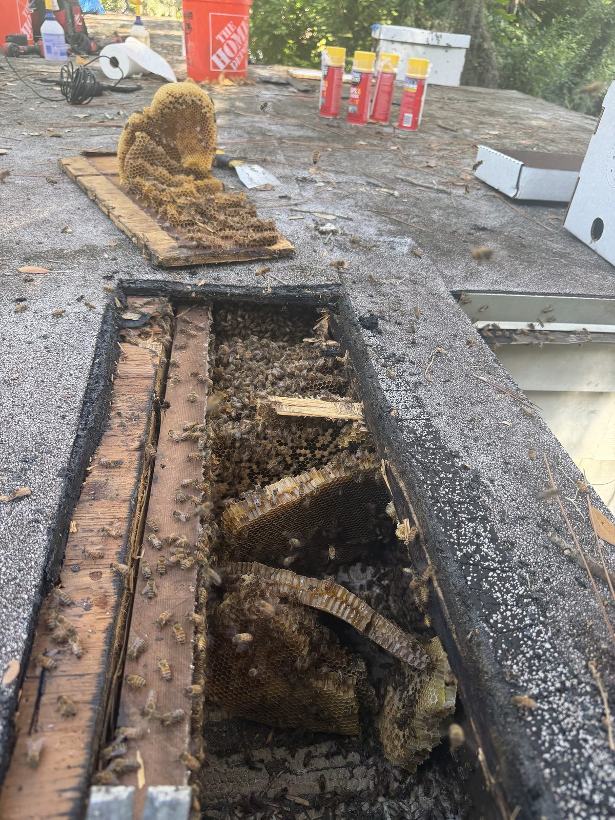 Precise rectangular cut in a roof deck exposing an established honey bee colony for removal