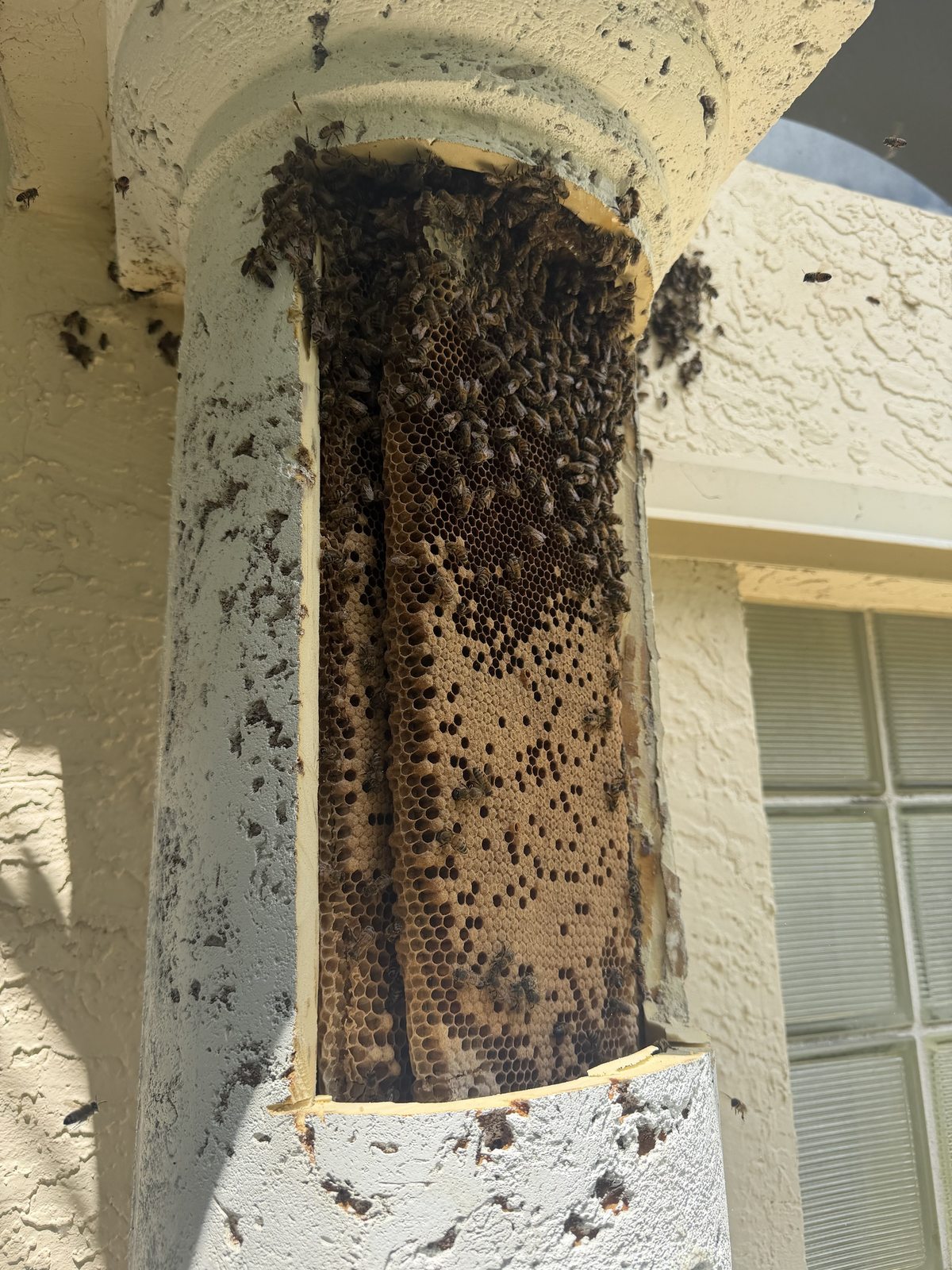 Honey bee colony with comb running the full height of a decorative entry column in Boynton Beach, Florida