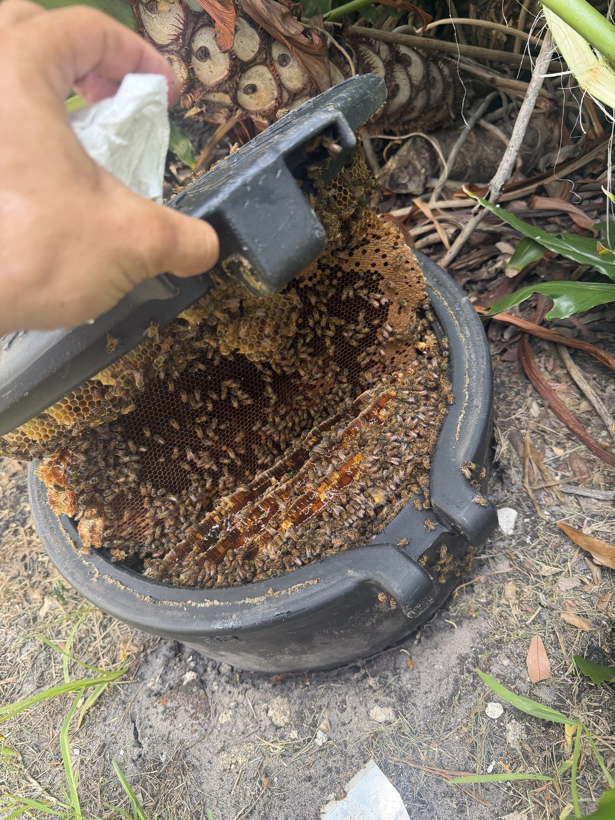In-ground propane tank box filled with honeycomb, showing why utility boxes need screening and sealing