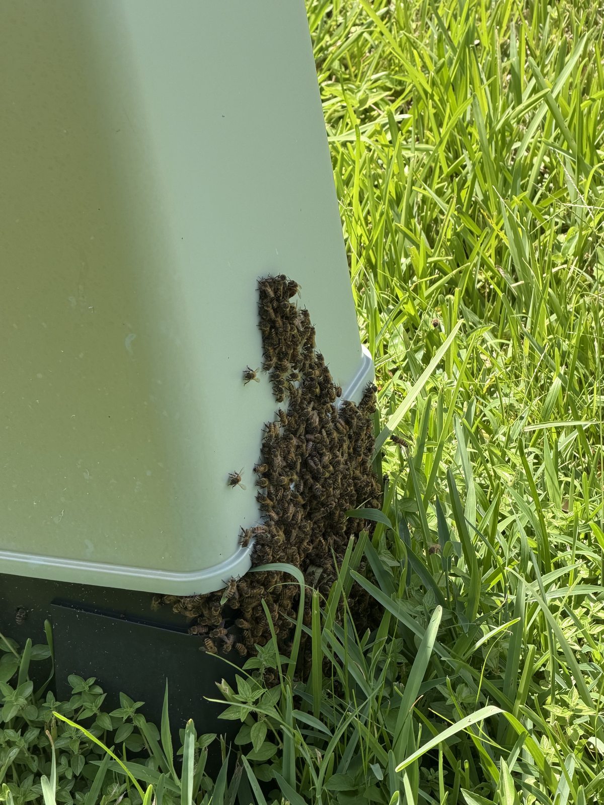 Colony established inside a cable television utility pedestal, with bees clustered at the opening