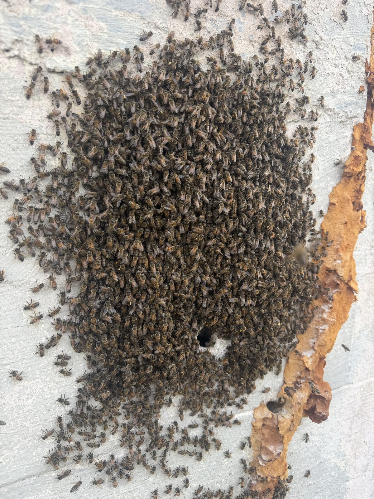 Commercial bee removal from a concrete highway wall on Florida's Turnpike, contracted by the State of Florida