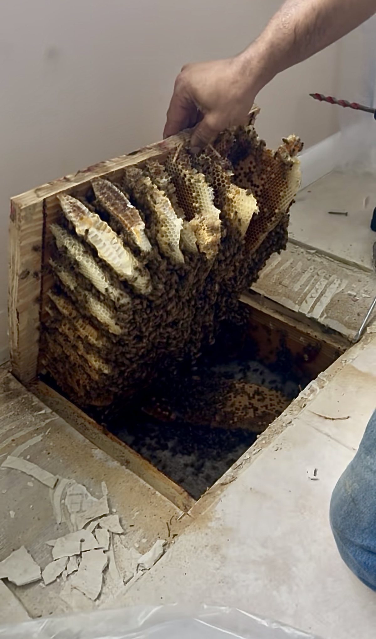 Comb removed from beneath a tile floor, with the cavity opened and cleared for repair