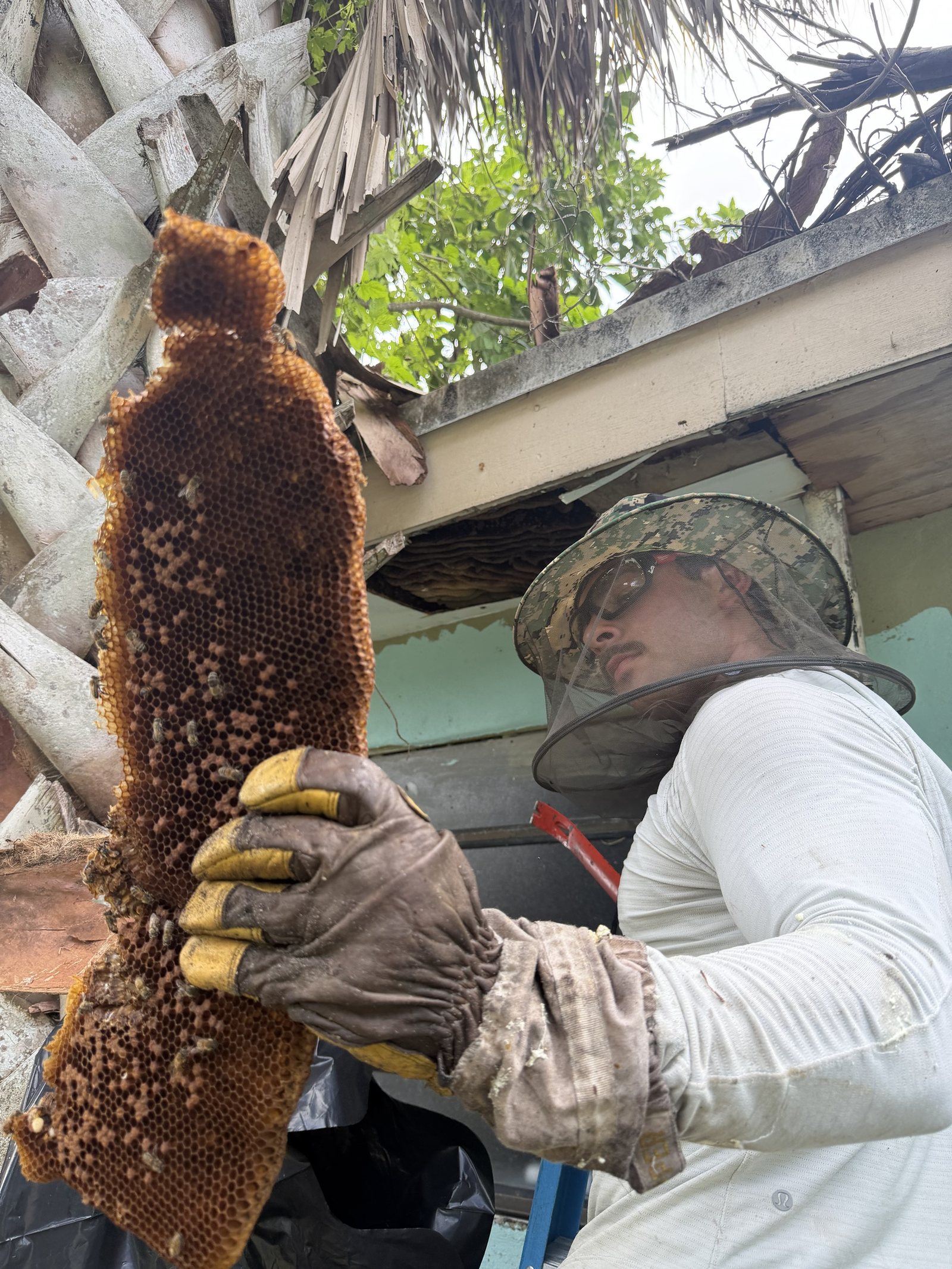 Beekeeper holding up a full sheet of honeycomb pulled from a soffit during a live bee removal in Delray Beach, Florida