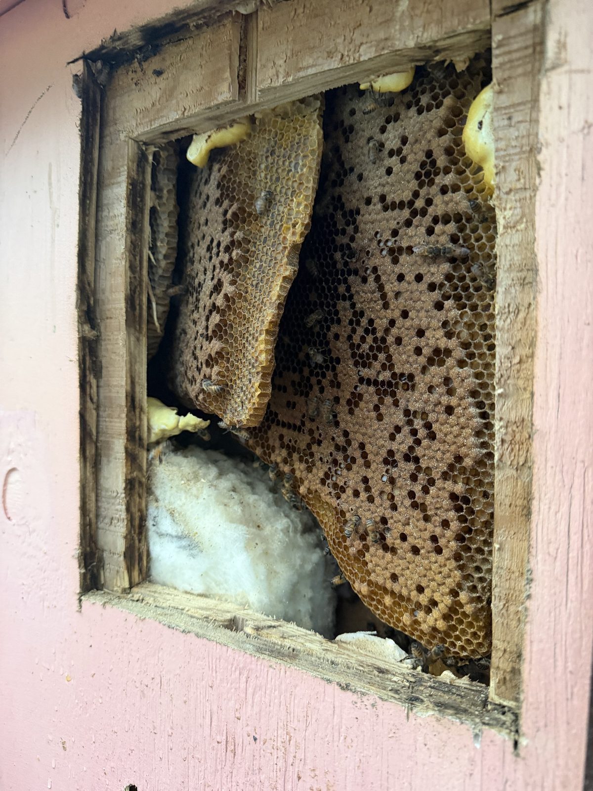 Wall opened through stucco and plywood to reveal honeycomb built between the studs of a Florida home