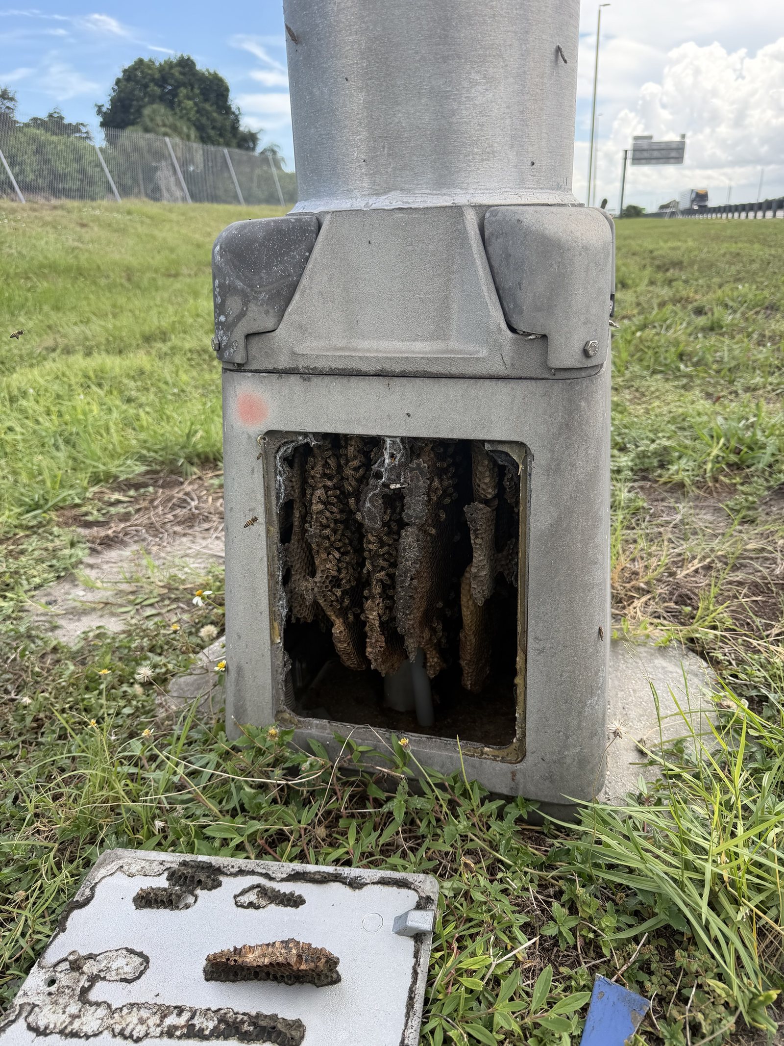 Honey bee comb hanging inside the opened base of a highway light pole on Florida's Turnpike