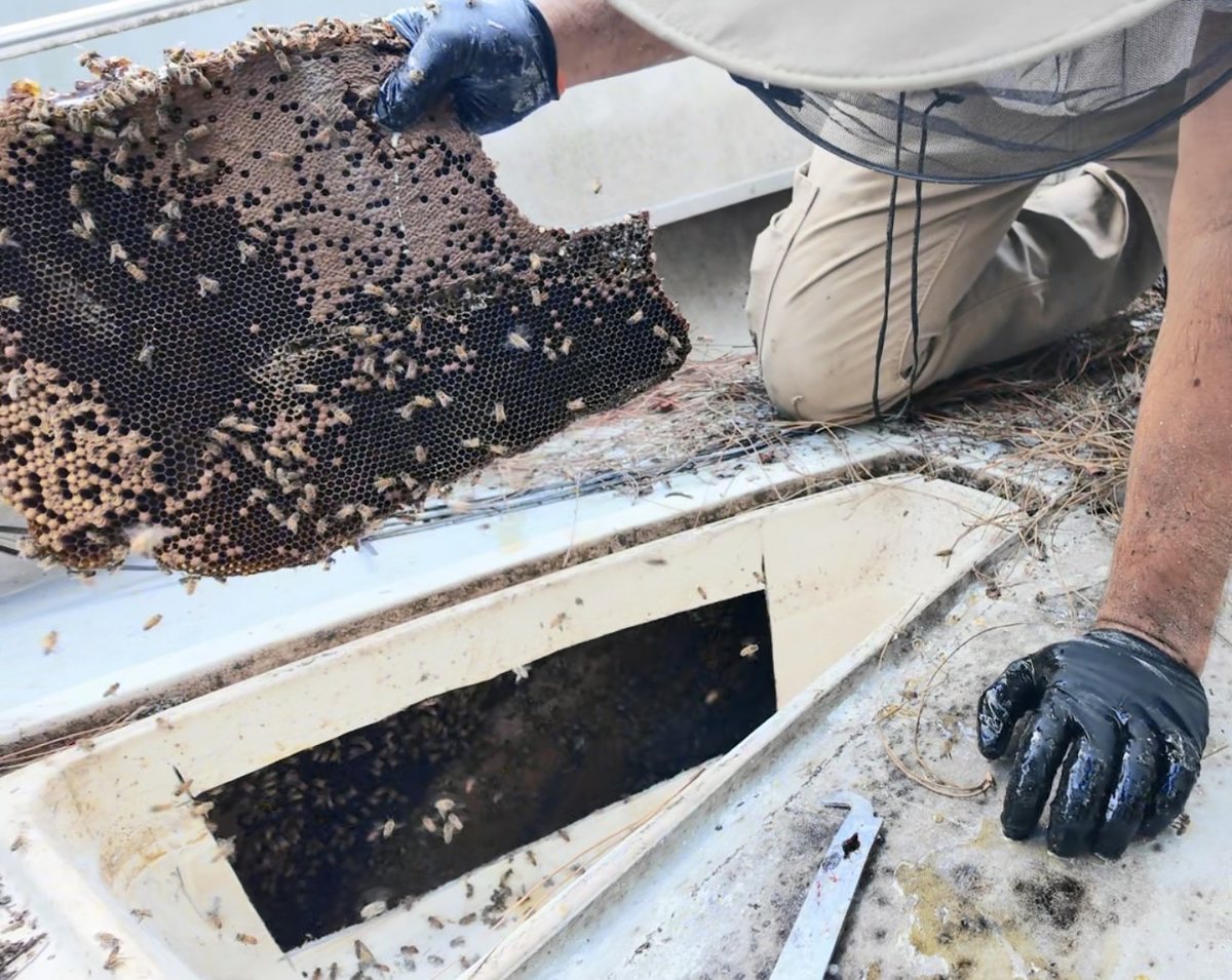 Beekeeper lifting dark honeycomb out of a hatch cut into the deck of a boat in Loxahatchee, Florida