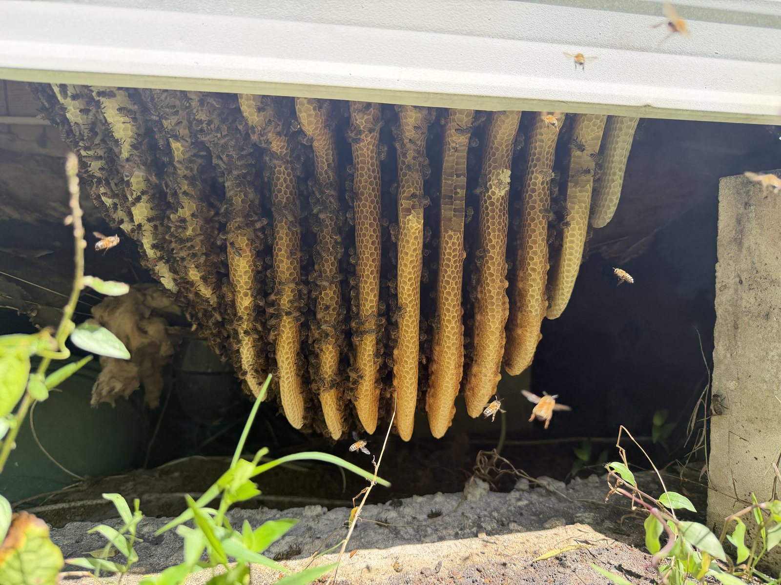Large honey bee hive with golden comb hanging in the crawlspace beneath a mobile home in Palm Springs, Florida