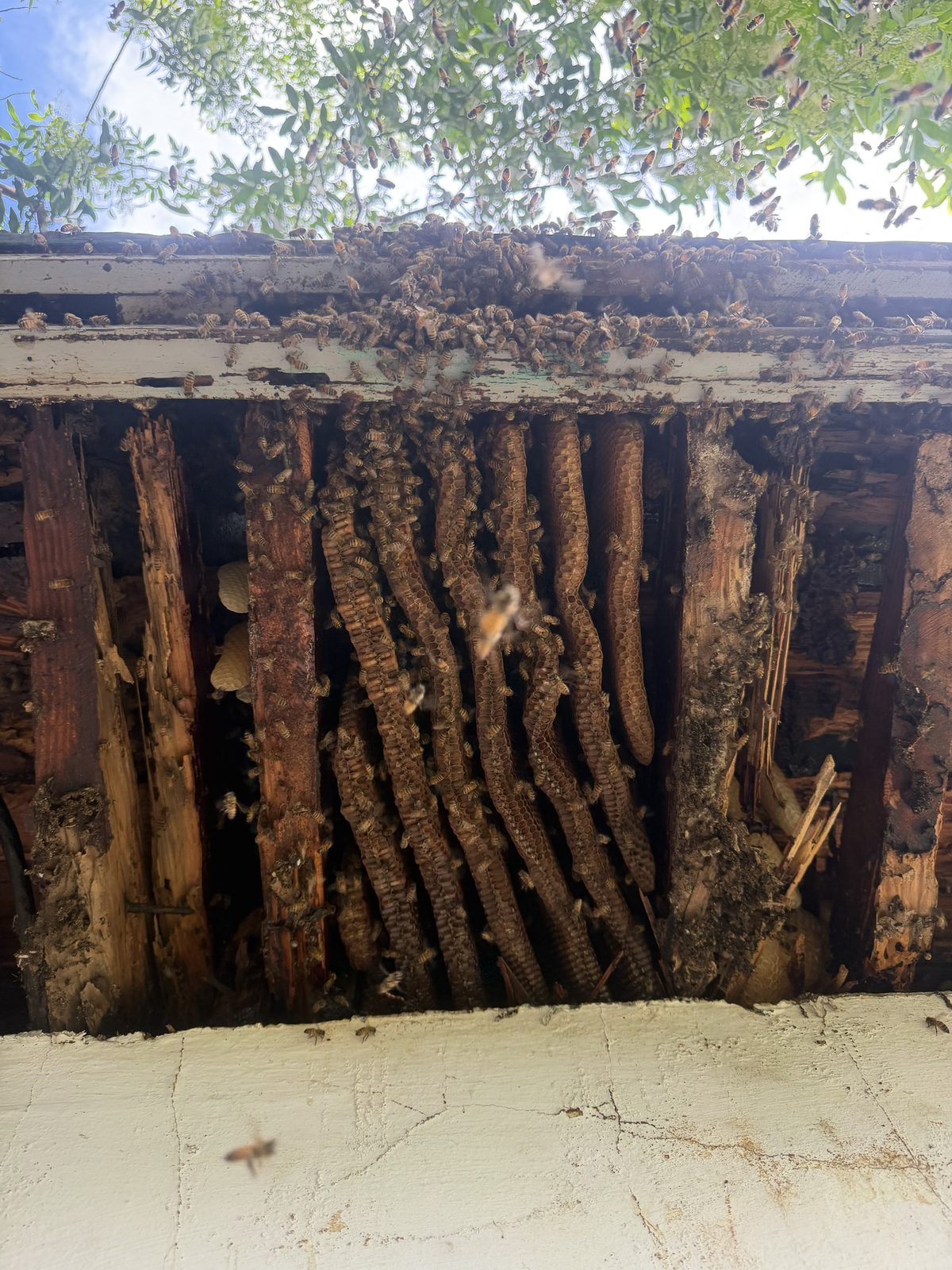Open soffit revealing a large honey bee colony with combs built between the rafters of a Florida home