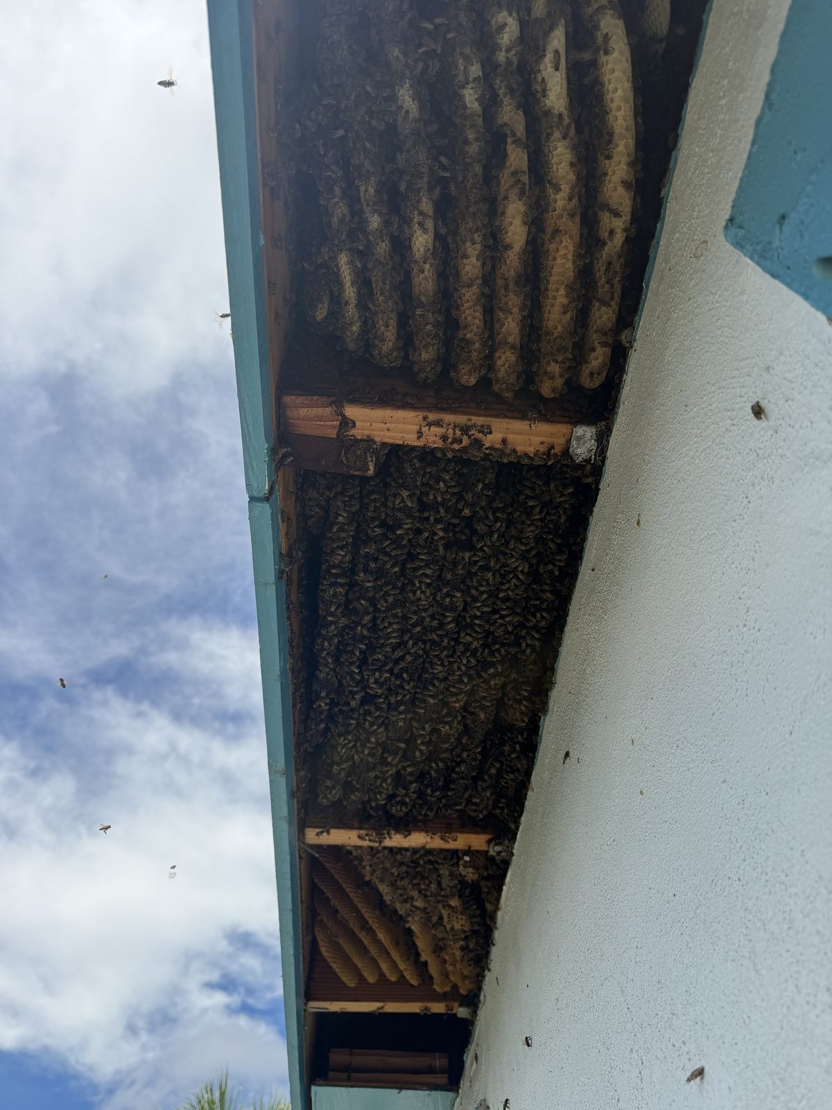 Honey bee colony running the full length of a soffit in Riviera Beach, FL, seen from below along the eave