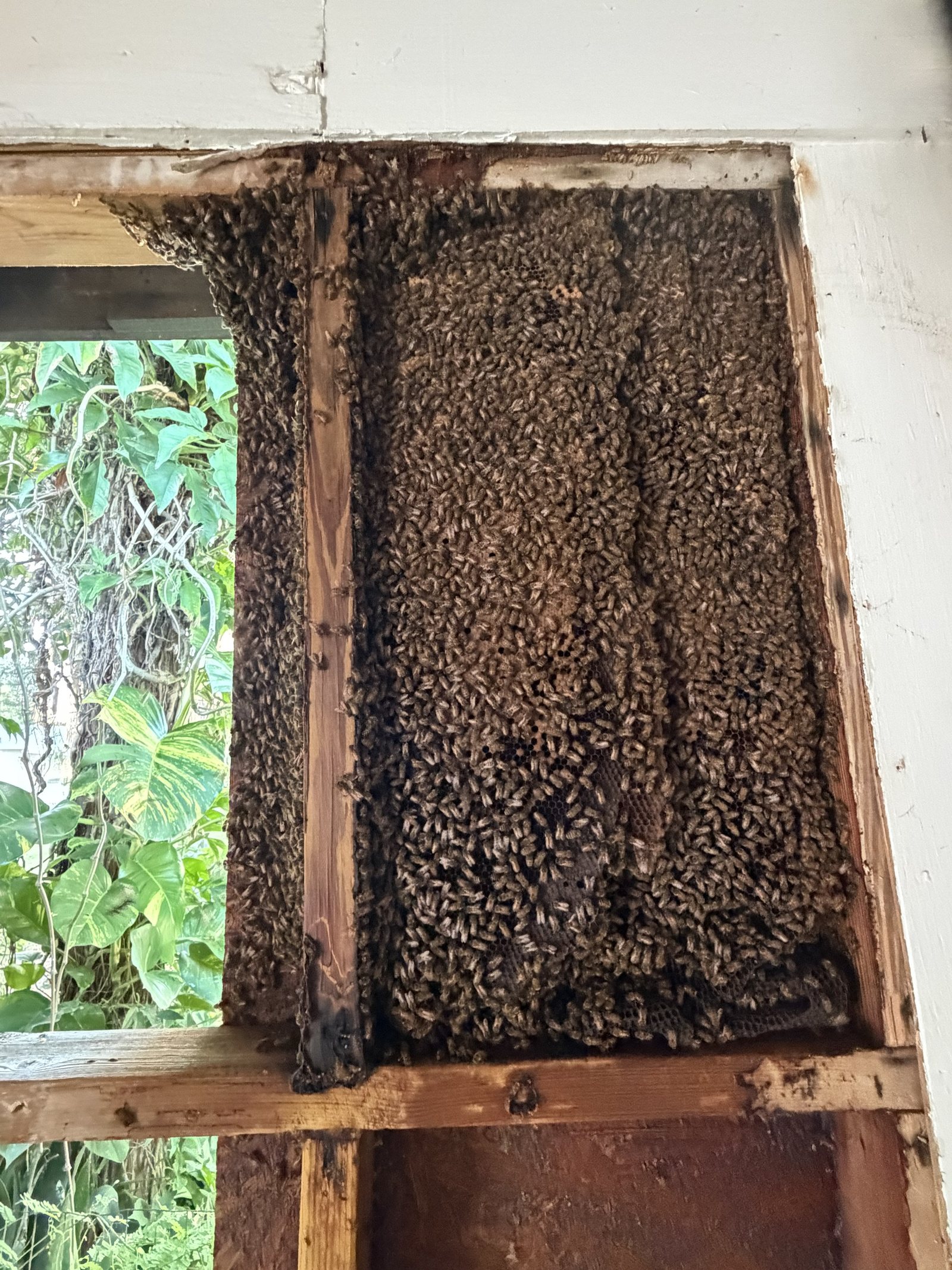 Barn wall opened at a Wellington horse farm, the stud bay completely covered in honey bees