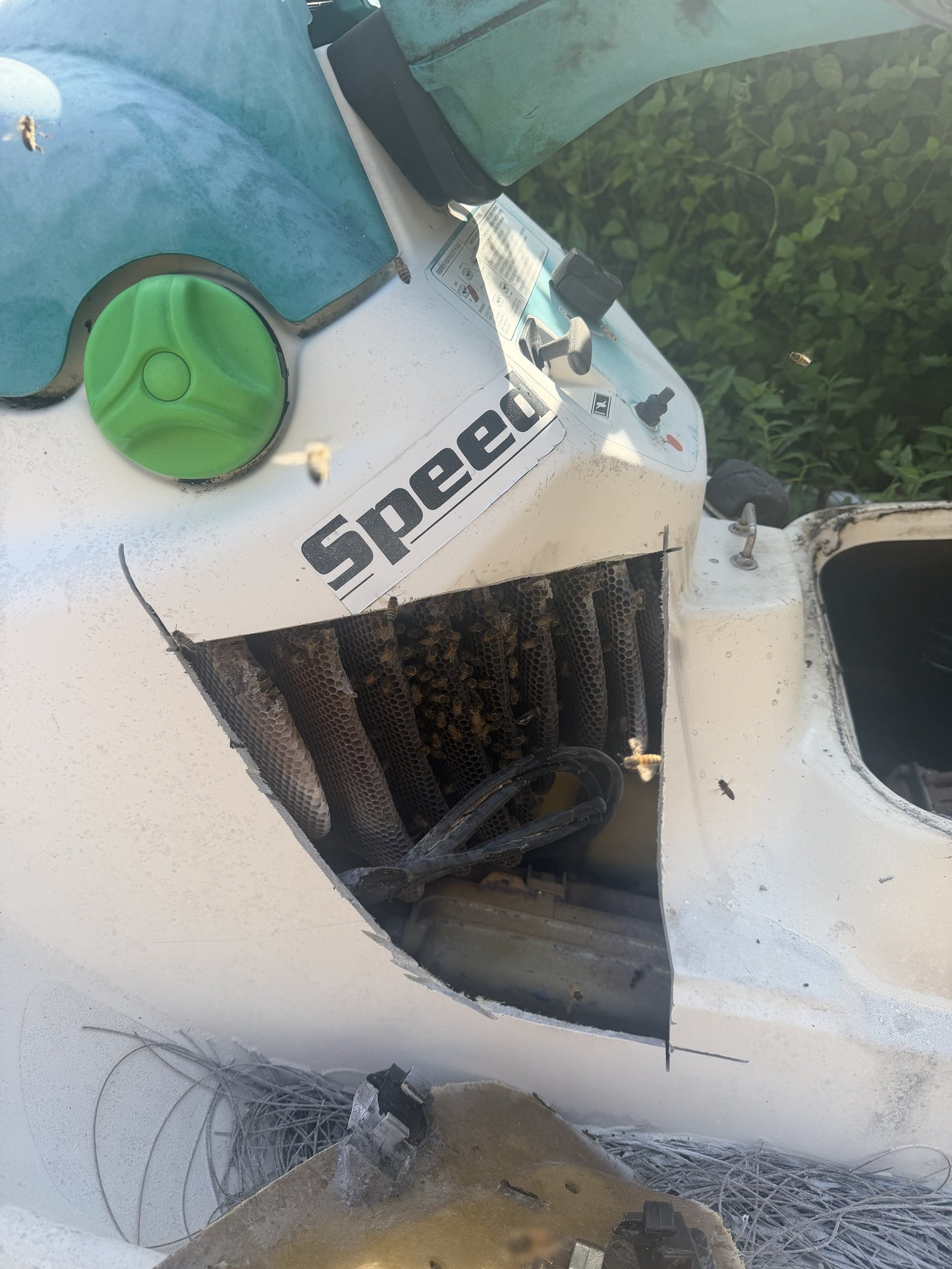 Dark, heavily used honeycomb from a long-established honey bee colony removed from a jet ski hull