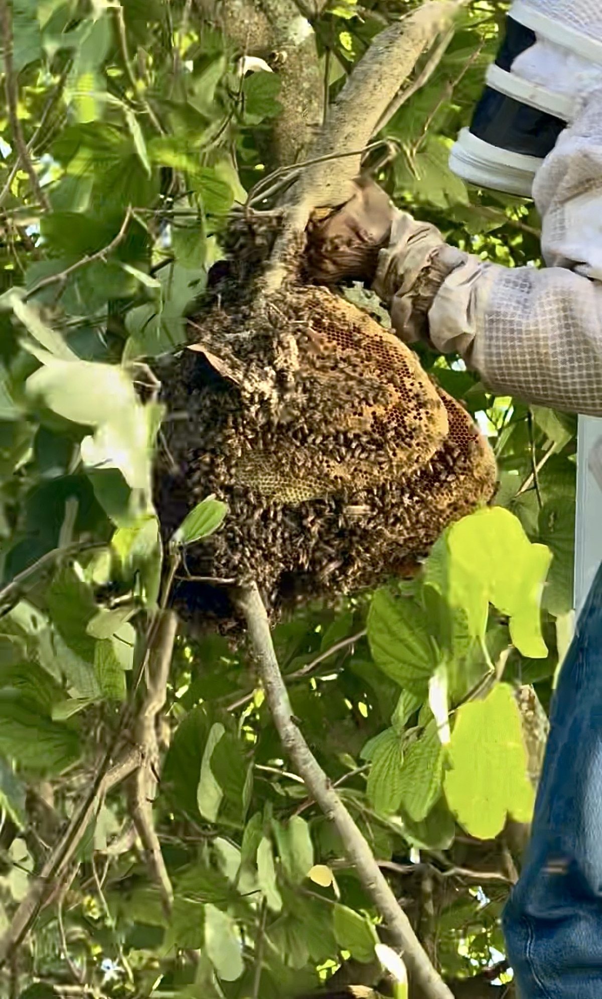 Open-air honey bee colony with comb built onto a tree branch, removed intact in Wellington