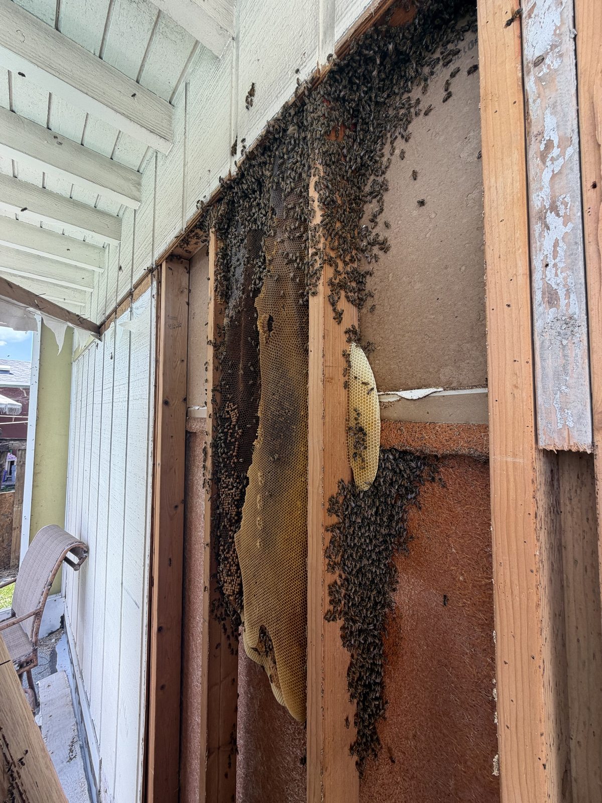 Honey bee colony and natural comb exposed in the open stud bays of a wood-frame wall in West Palm Beach, Florida