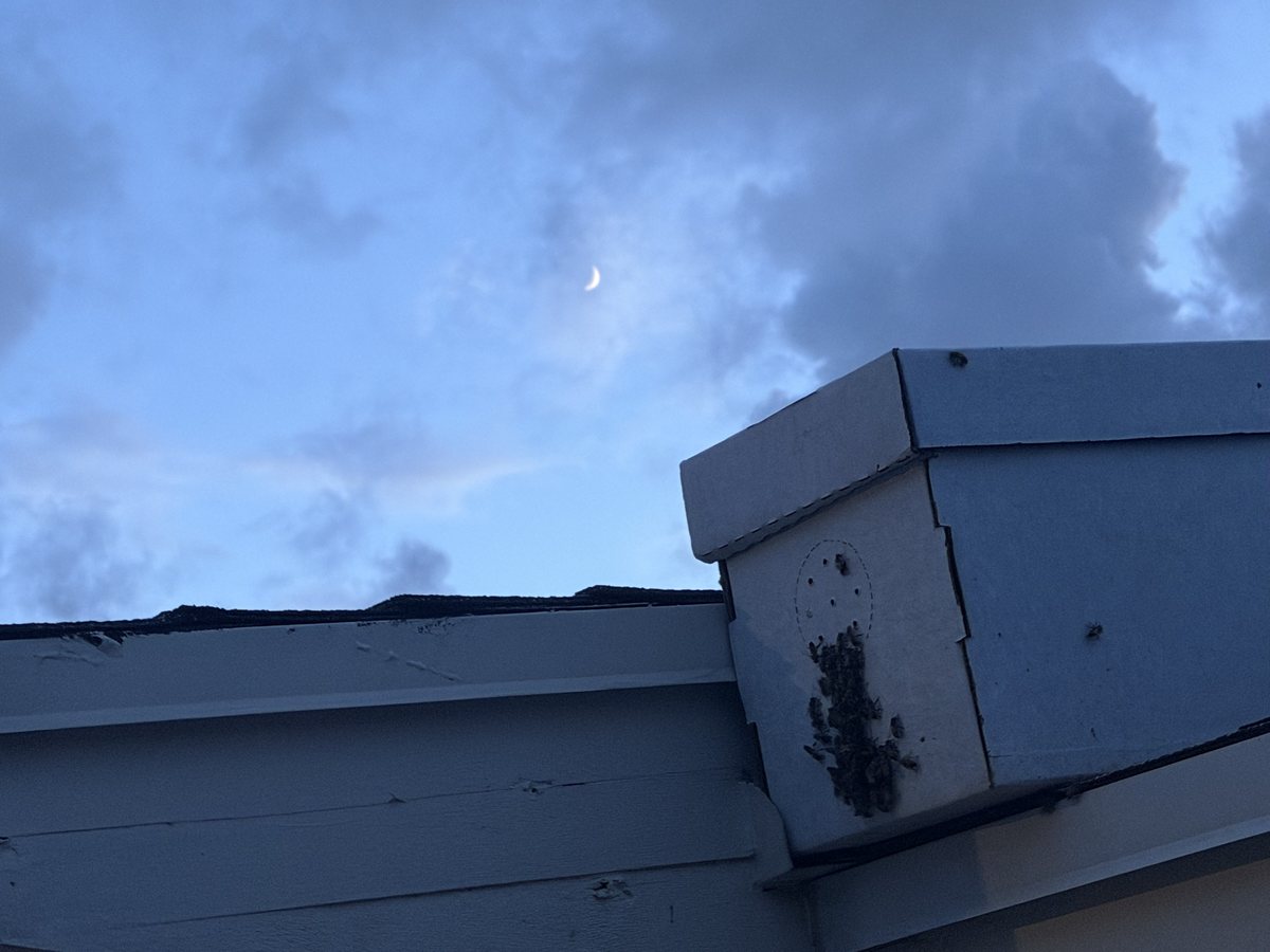 Relocated honey bee colony gathered inside a transport hive box at dusk after a live bee removal in Delray Beach, Florida